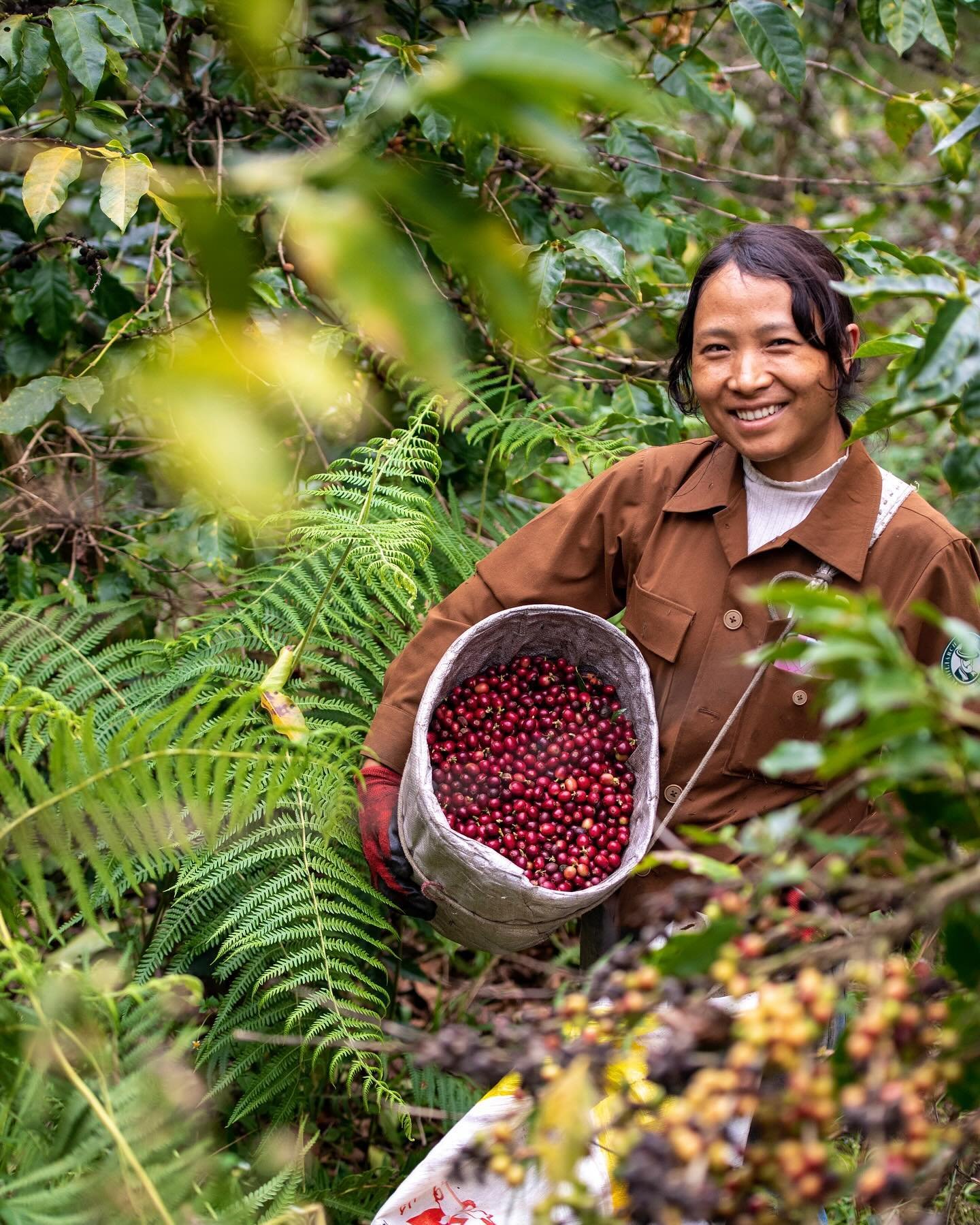 Coffee Farmer harvesting coffee.